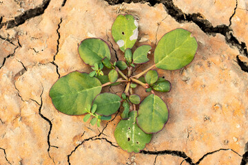 The reddish soil, once rich and fertile, has dried up and cracked
