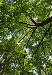 Looking up vibrant green canopy dappled sunlight. AI Generated