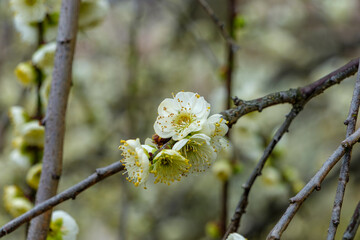 白梅の花が咲く春の始まり