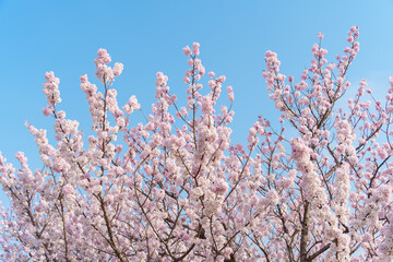 青空とピンク色の桜（南足柄市の固有種 春めき桜/足柄桜）