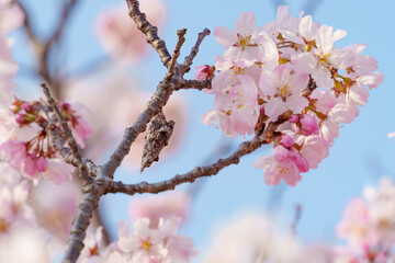 Obraz premium 蓑虫とピンク色の桜（南足柄市の固有種 春めき桜/足柄桜）