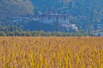 Rice field and Rinpung Dzong in Paro City, Bhutan