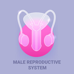 Male reproductive system glass morphism icon. Vector symbol