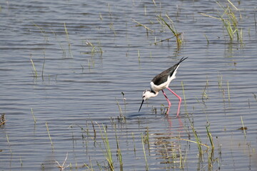A black winged stilt bird is looking for food in the shallow waters of a lake with its head down and looking inside waters