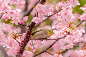 メジロと桜の花の春景色