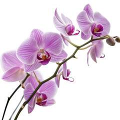 A delicate orchid with vibrant pink petals displaying intricate patterns and a striking center.