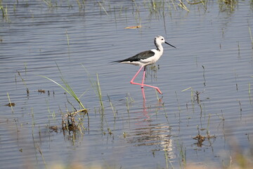 A beautiful black winged stilt is seen foraging in a shallow waters of wetlands lake