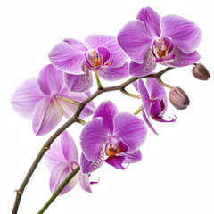 Obraz premium A vibrant cluster of purple orchids showcasing intricate patterns and delicate petals.