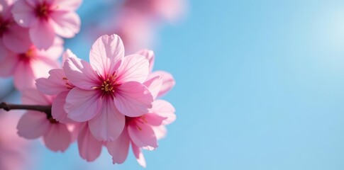 Obraz premium Close-up of delicate pink blossoms with blurred blue sky background, beautiful, nature