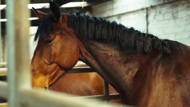 Brown Horse Resting Calmly in a Stable Stal