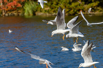 水面を舞うユリカモメたち