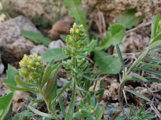 Desert Madwort or the Alyssum Desertorum
