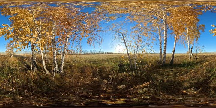 VR360 Autumn trees and field in countryside in sunny day