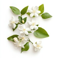 Obraz premium Aesthetic white jasmine flowers with green leaves isolated on a white background.