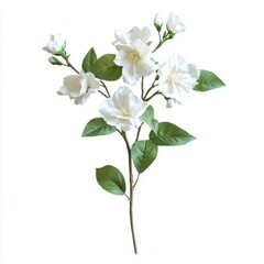 Obraz premium Aesthetic white jasmine flowers with green leaves isolated on a white background.