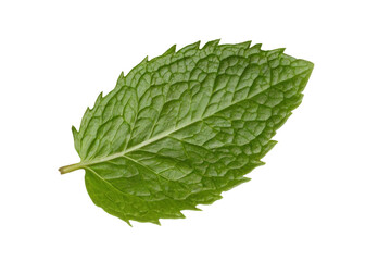 A single mint leaf isolated transparent background for use as a culinary ingredient