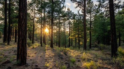 Fototapeta premium sunrise in the forest