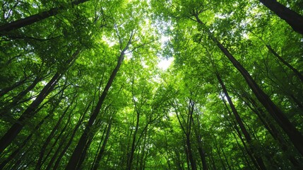 Naklejka premium A lush green canopy of trees viewed from below, with sunlight filtering through the leaves, creating a serene and tranquil atmosphere.