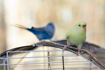 Domestic wavy parrots sit on a branch