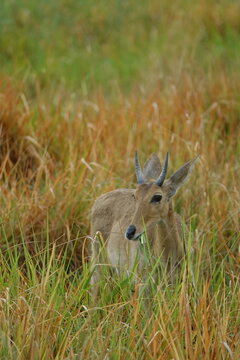 Reedbuck standing alert in tall grass, Okavango Delta
