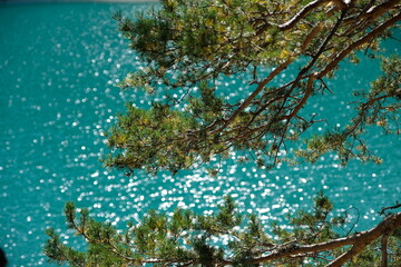 green tree in the water