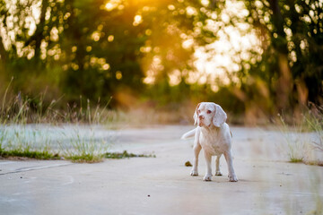 Golden Hour Outdoor Beagle Standing on Path with Sunlight