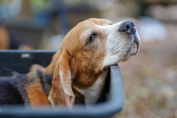 Close-Up Profile of a Beagle Dog with Gentle Expression