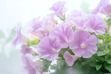 close-up of light purple petunia flowers in full bloom, capturing their delicate beauty and intricate details. They're illuminated softly, against an blurred background.