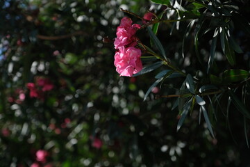 Obraz premium red flower in the garden