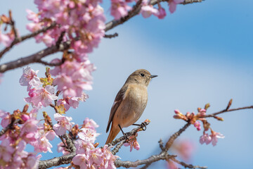 桜の枝に止まるジョウビタキ