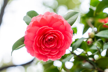 Blooming red camellia and green leaves