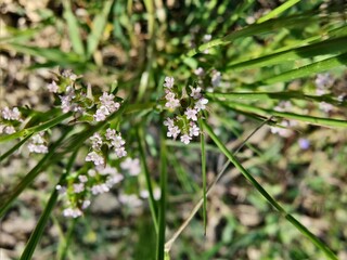 Scandix pecten-veneris, Venus needle, Shepherdsneedle plant
