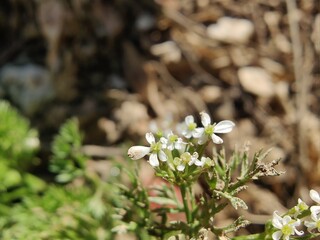 Scandix pecten-veneris, Venus needle, Shepherdsneedle plant

