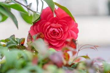 Blooming red camellia and green leaves