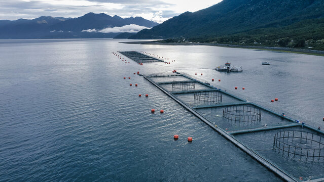 Aerial drone view of salmon farming cages in Seno del Reloncav&iacute;, Los Lagos, Chile, with red buoys marking the net pens, set against a mountainous backdrop and calm waters.