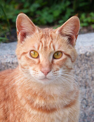 Close-up of a cute orange cat staring at the camera