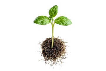 A tiny seedling reaching for life symbolizing new beginnings against a stark black background sharp detailed roots