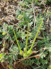 Common Stork's-Bill, redstem filaree or the Erodium cicutarium
