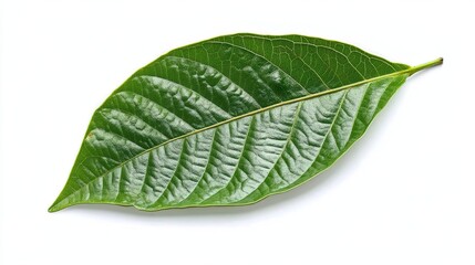 Obraz premium green cocoa leaf isolated on white 