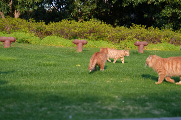 Orange cat playing on the grass