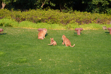 Orange cat playing on the grass