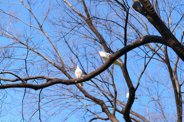 White dove of peace perched on a branch