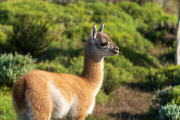 Adorable baby guanaco in Patagonia’s Torres del Paine, captured with telephoto lens. Lush green shrubs and grasses frame this young camélid in its natural habitat.