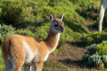 Adorable baby guanaco in Patagonia’s Torres del Paine, captured with telephoto lens. Lush green shrubs and grasses frame this young camélid in its natural habitat.