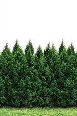 Fototapeta premium Lush green hedge providing privacy and natural beauty outdoors