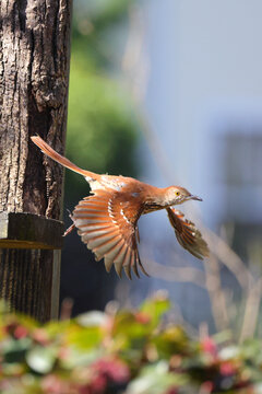 Brown speckled thrasher bird launch into flight. 