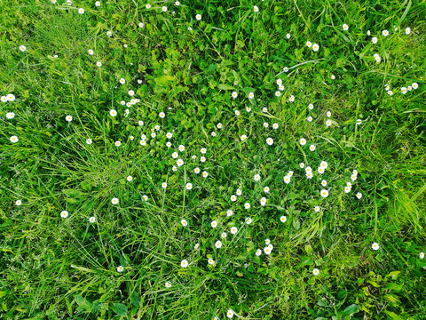 Overhead view of delicate white daisies scattered amongst lush green grass.  A vibrant springtime scene, perfect for illustrating themes of nature, growth, or renewal.
