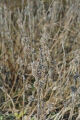 Fototapeta premium wild teasel; nordic nature; dry plants; dry, spiky seed heads on tall, slender stems; early spring; beige-gray color