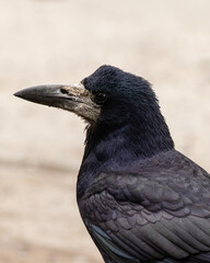 Close-up portrait of a rook with black-blue feathers. Detailed bird head photo on natural background