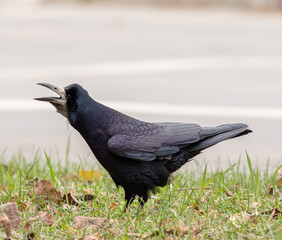 Close-up portrait of a rook with black-blue feathers. Detailed bird head photo on natural background